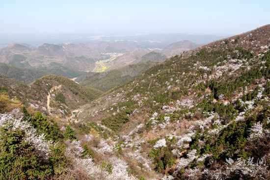 山上櫻花，山下油菜.jpg