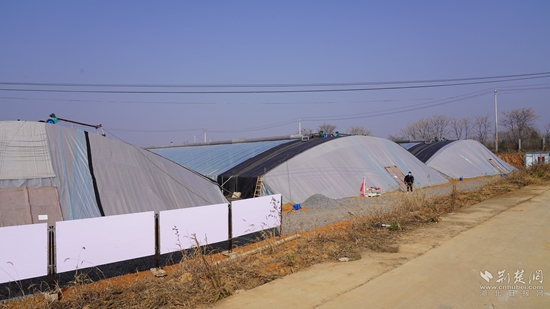 首個(gè)山東壽光圣女果大棚基地落 戶中灣村.JPG
